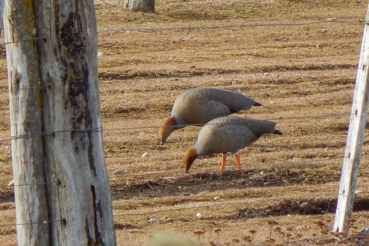 Ruddy-headed Goose - ML641071399
