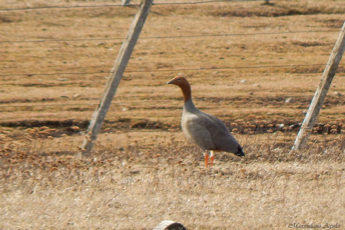 Ruddy-headed Goose - ML641071400