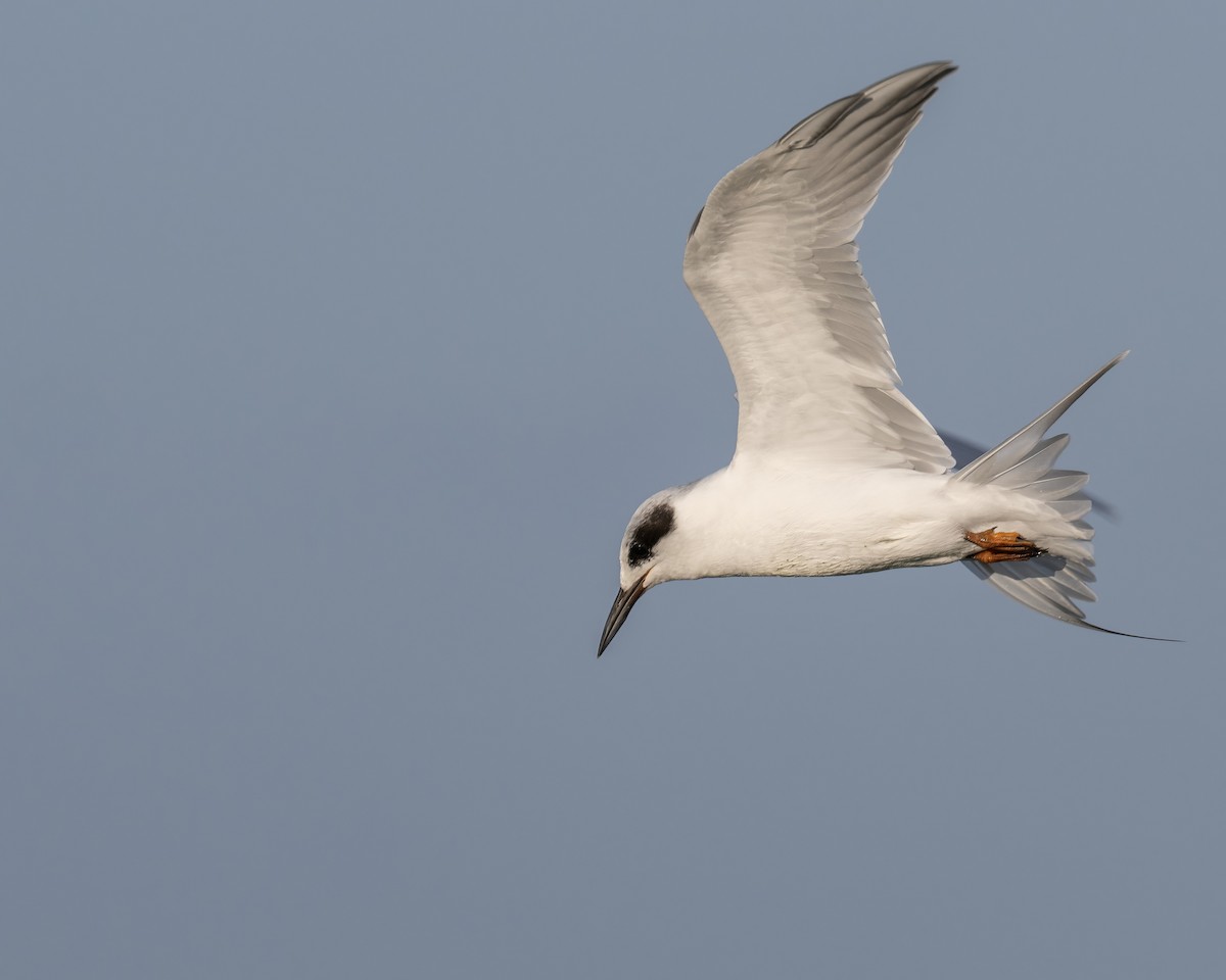 Forster's Tern - ML641071417
