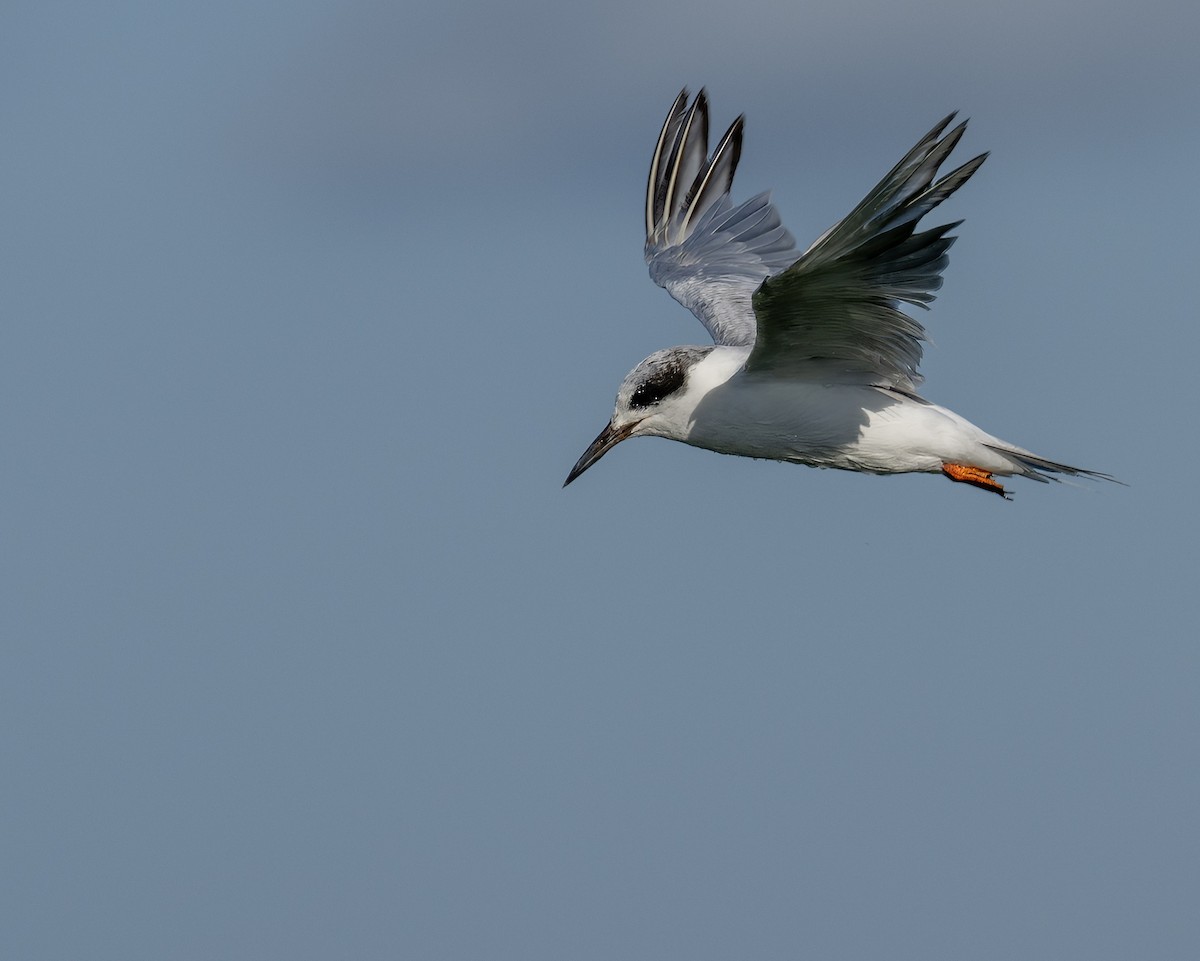 Forster's Tern - ML641071418