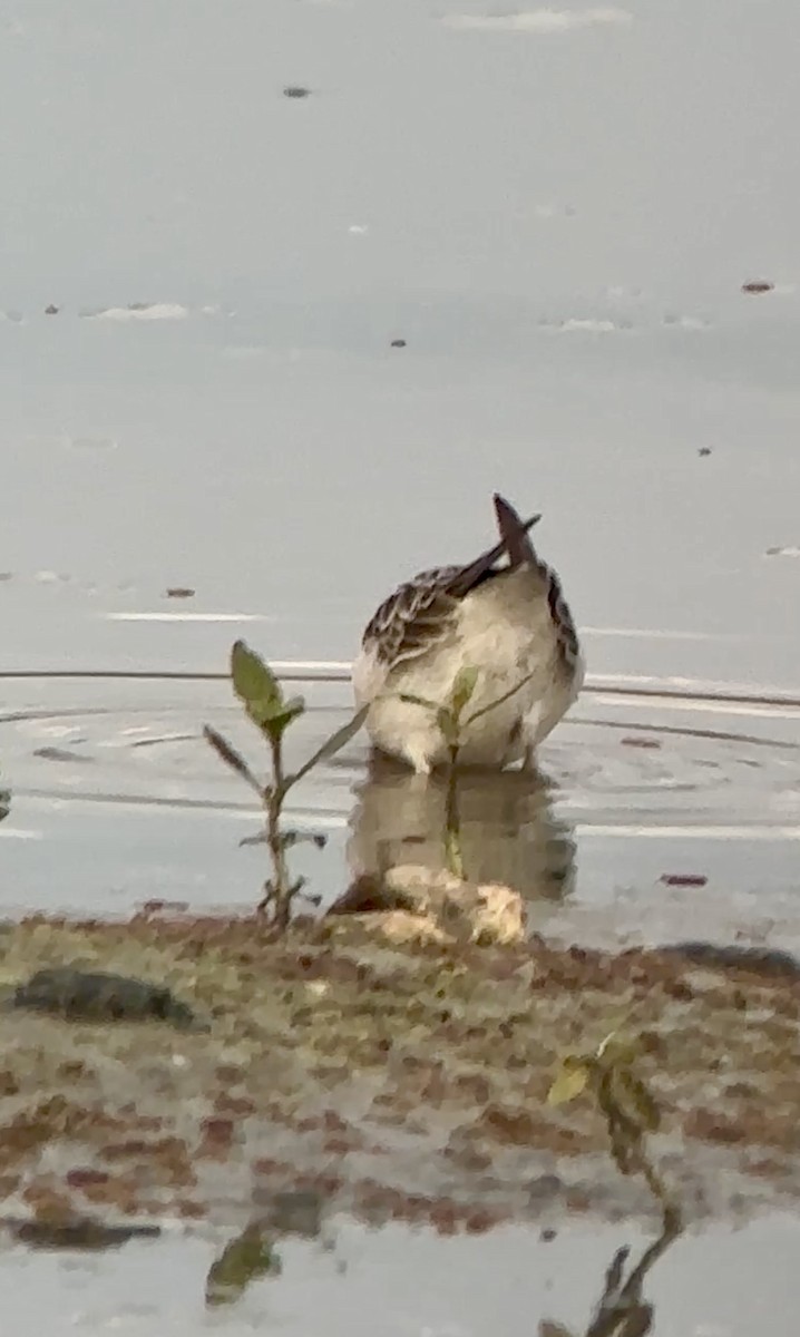 pygmésnipe - ML641071439