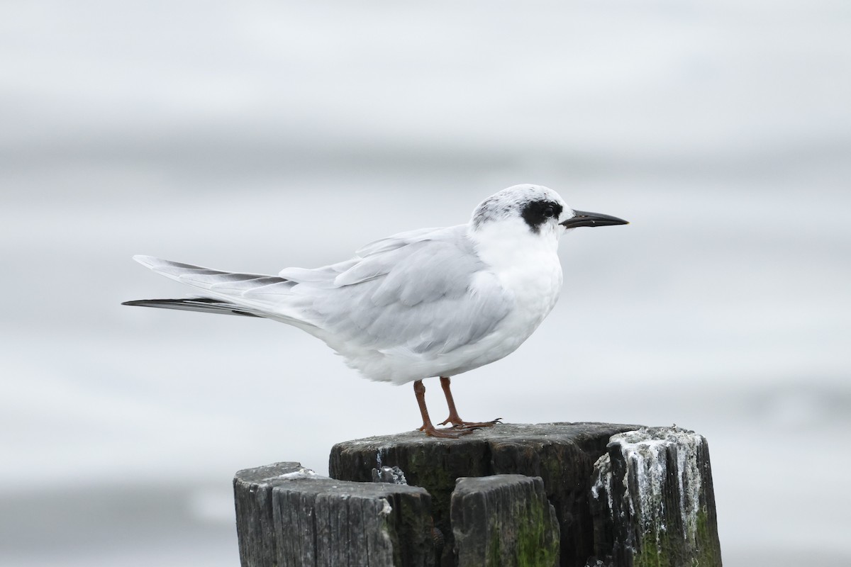 Forster's Tern - ML641071464