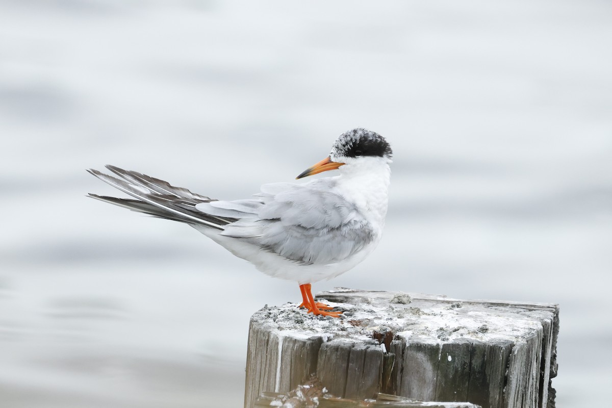 Forster's Tern - ML641071465