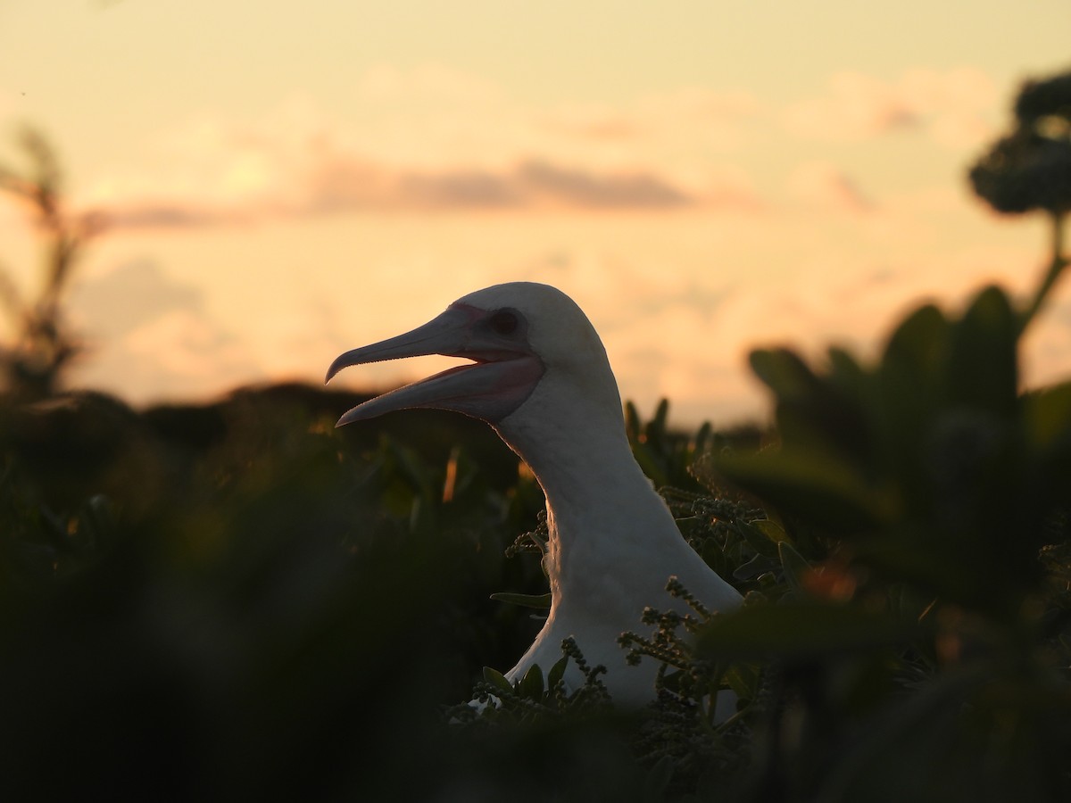 Red-footed Booby - ML641071468