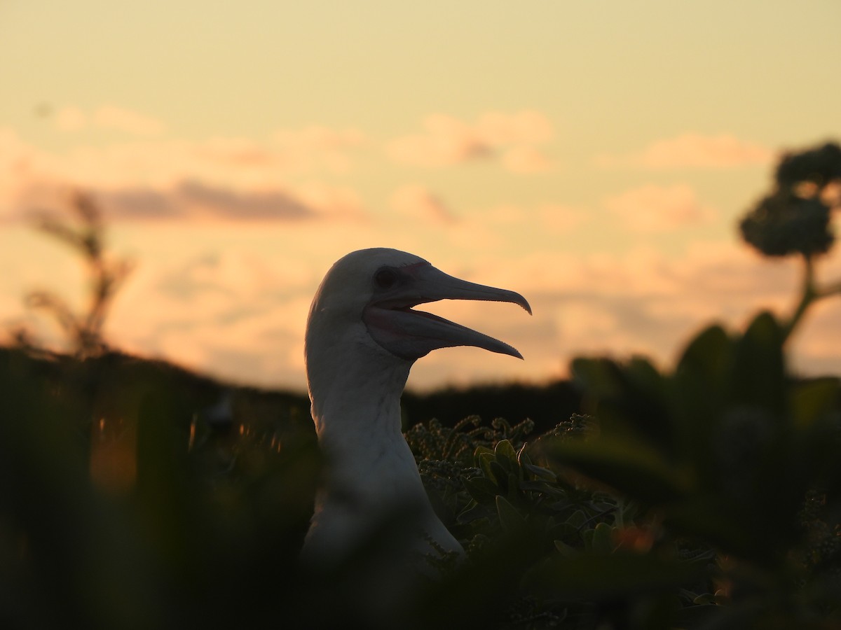 Red-footed Booby - ML641071471