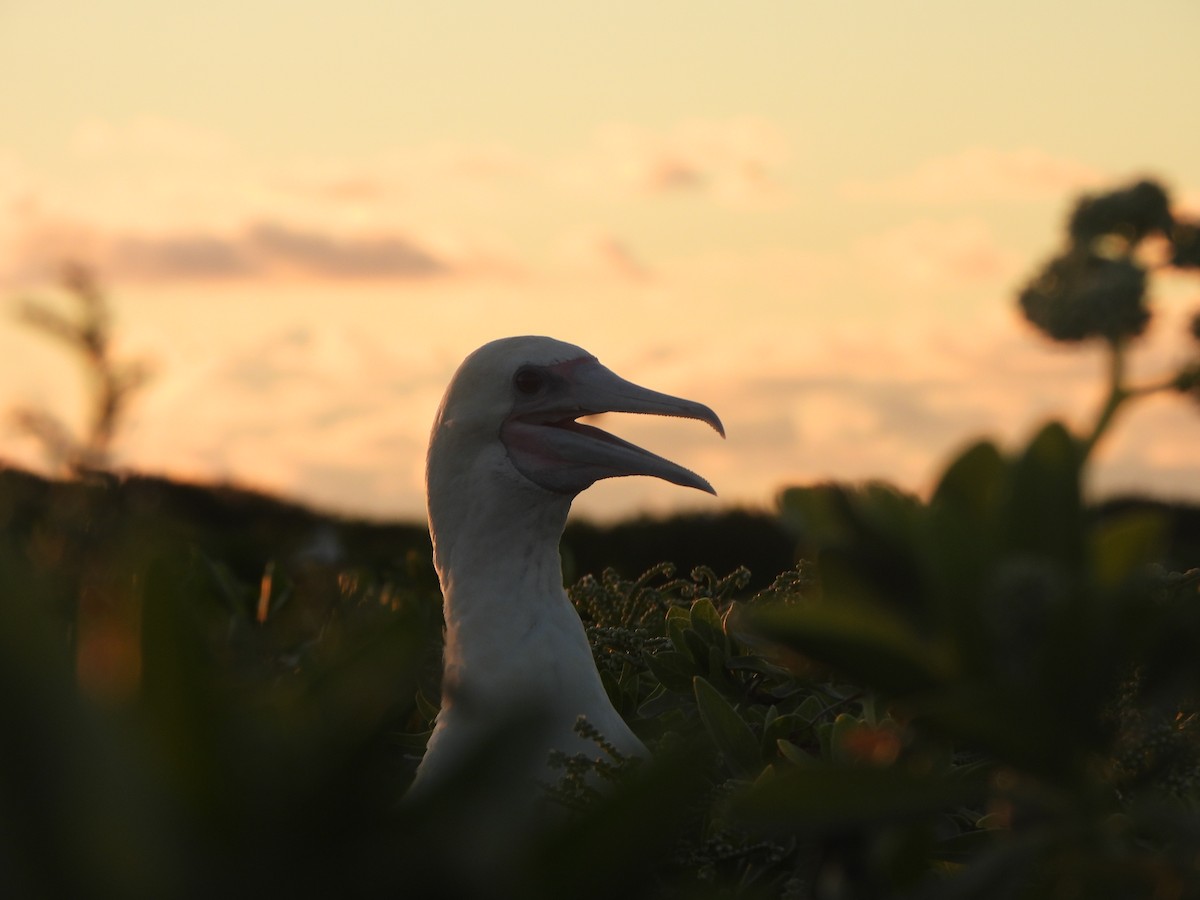Red-footed Booby - ML641071473