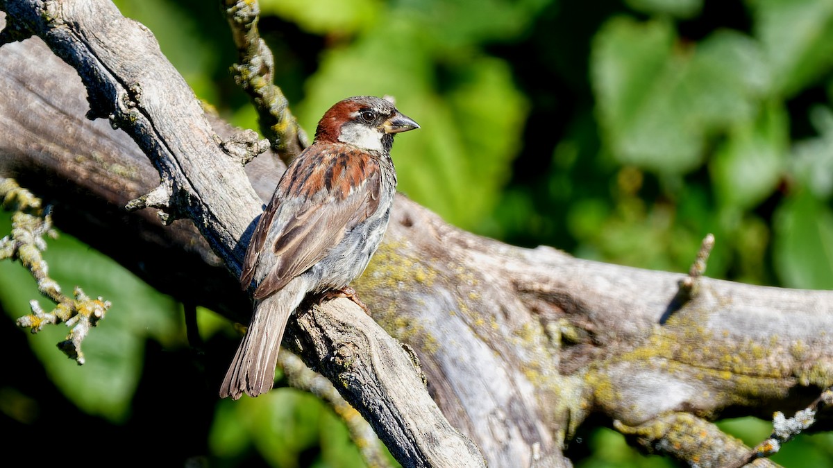 House Sparrow - ML641071492