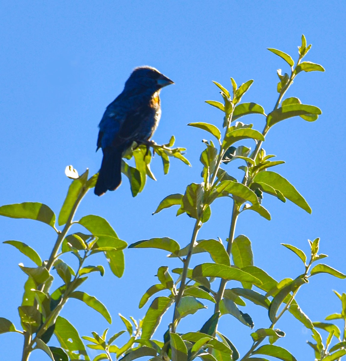 Blue Grosbeak - ML641071495