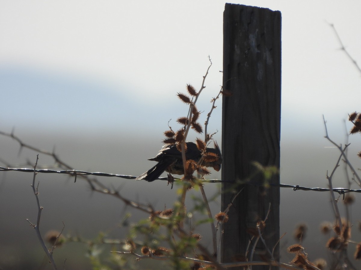 Pyrrhuloxia - ML641071507
