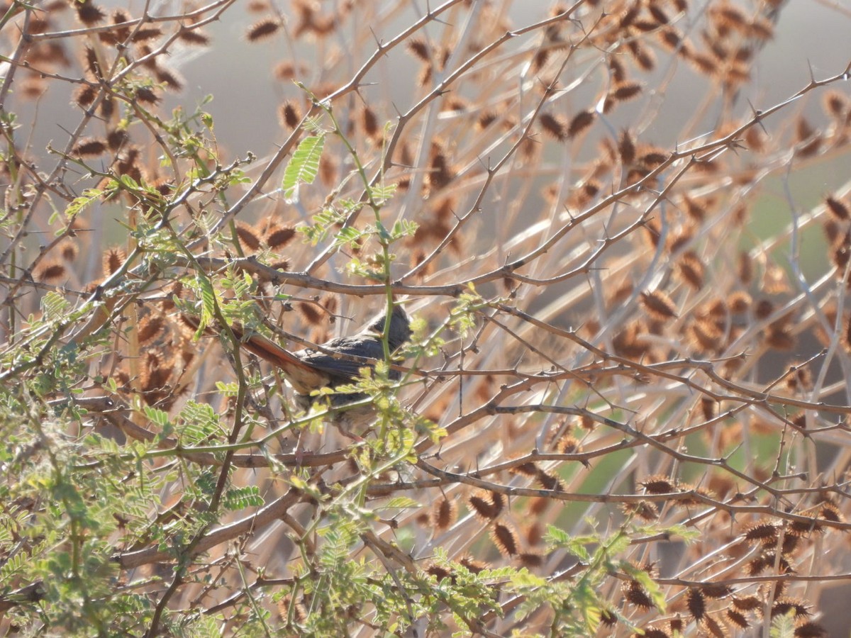 Pyrrhuloxia - ML641071508