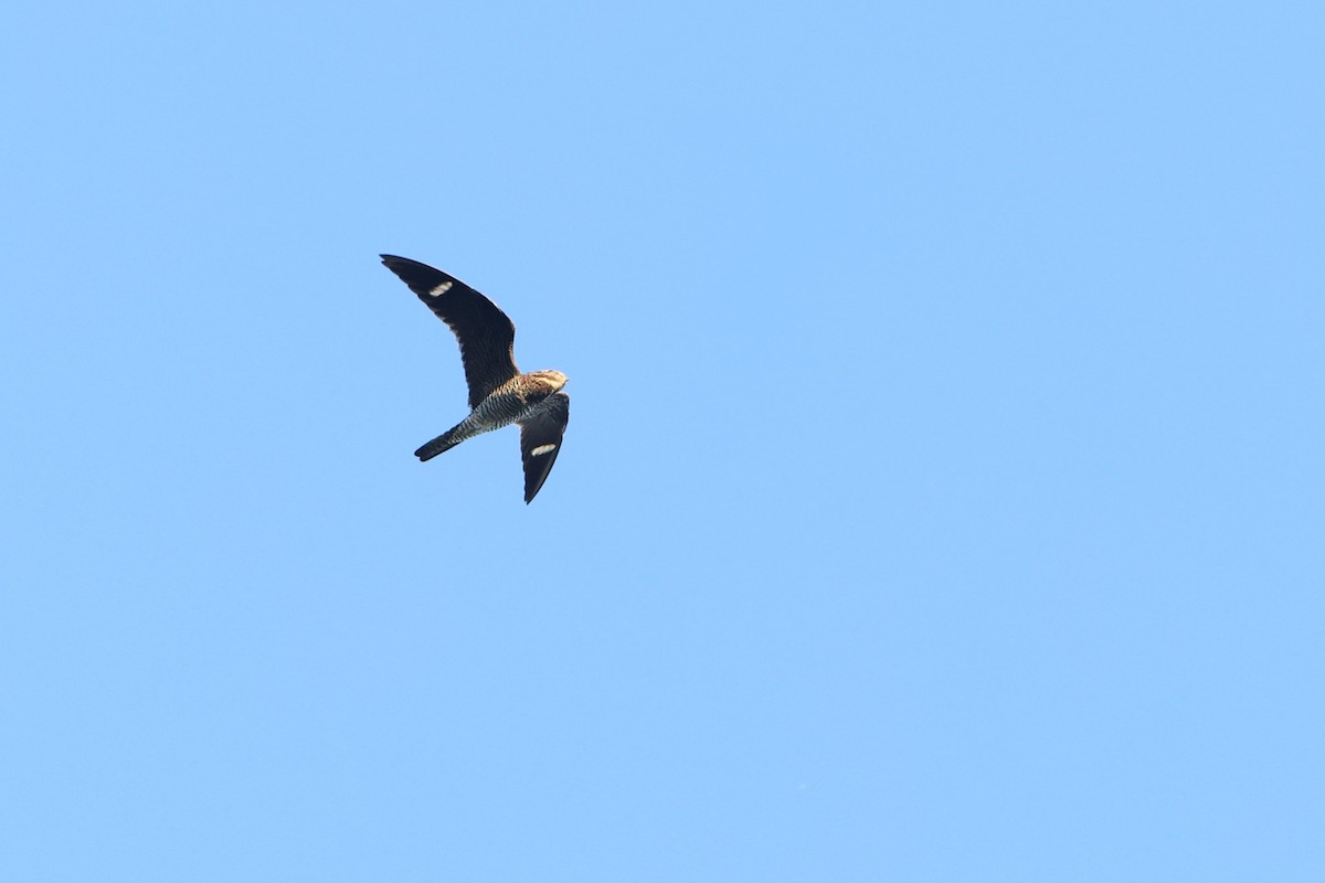 Common Nighthawk - ML641071509