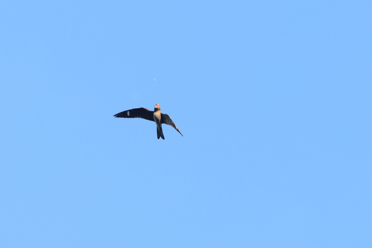 Common Nighthawk - ML641071510