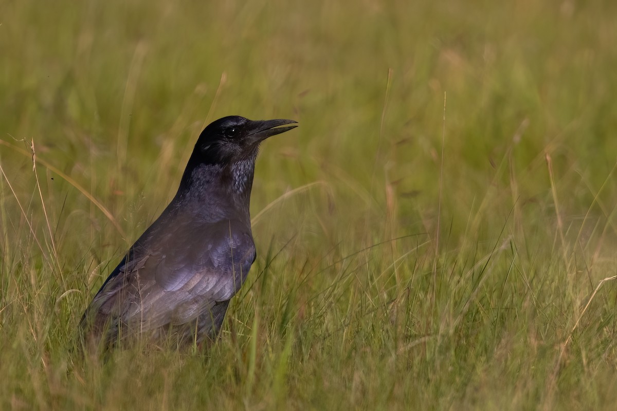 Cape Crow - ML641071512