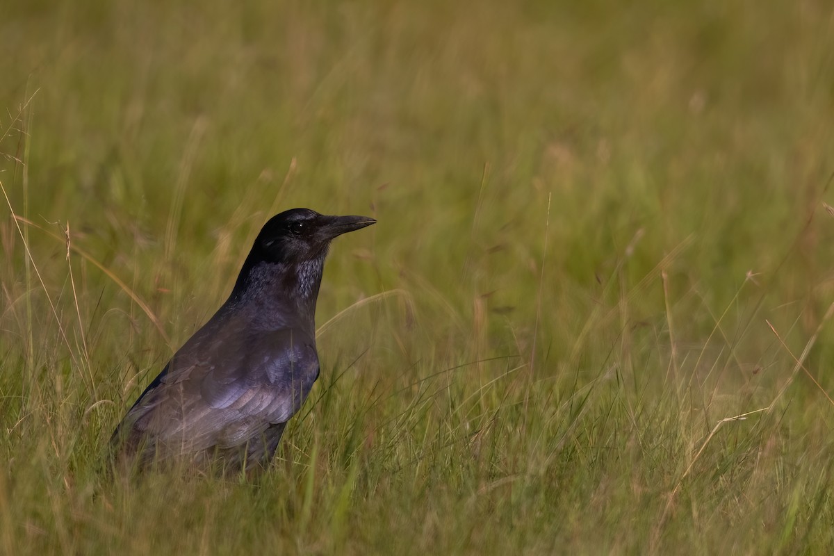 Cape Crow - ML641071513