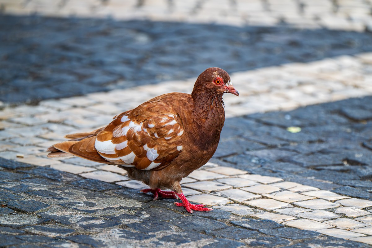 Rock Pigeon (Feral Pigeon) - ML641071519
