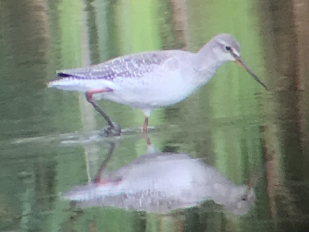 Spotted Redshank - ML641071529