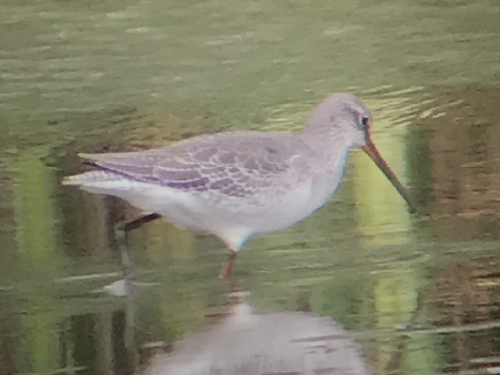 Spotted Redshank - ML641071530