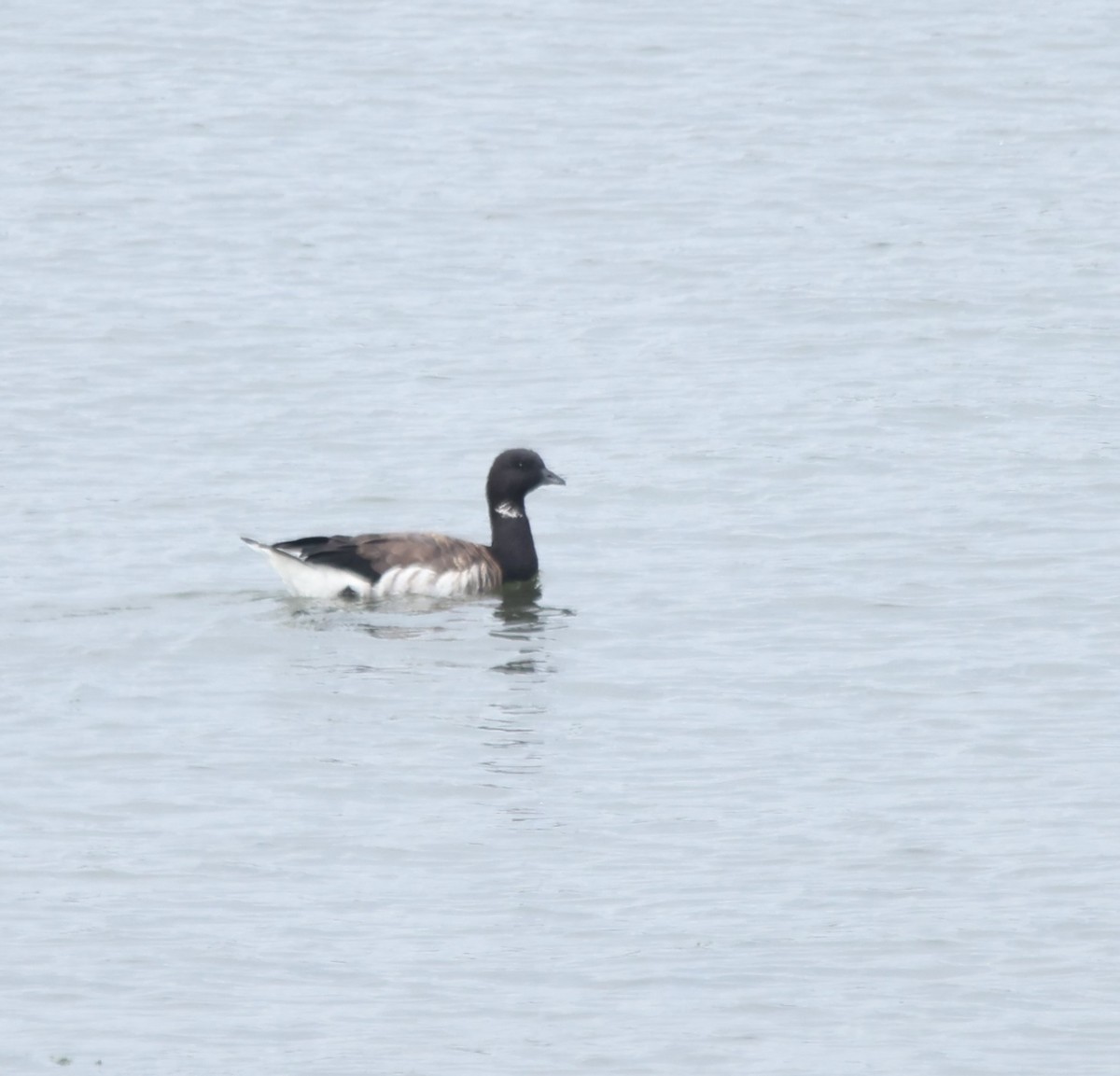 Brant - ML641071531