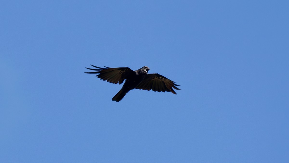 Fish Crow - ML641071532
