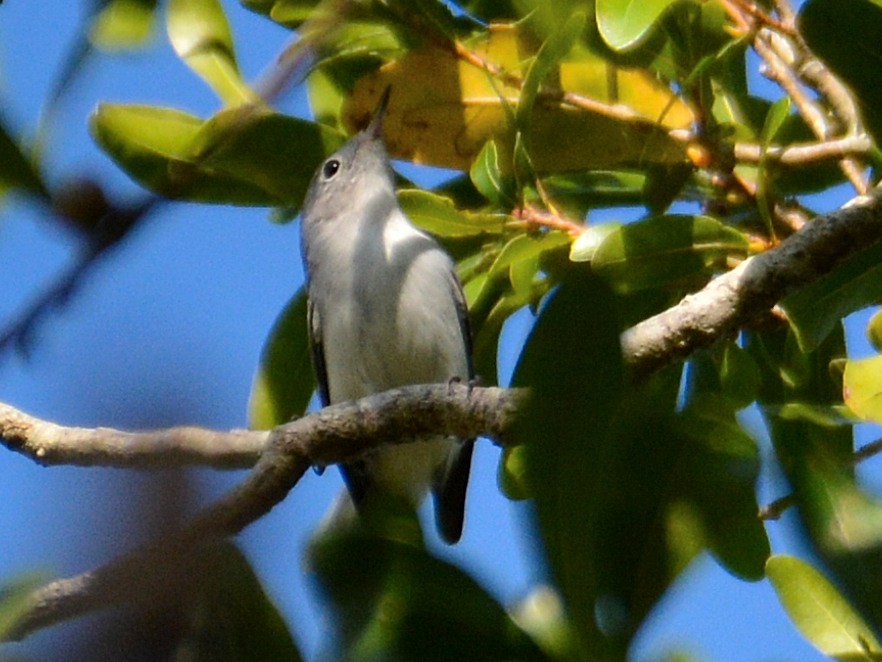 Perlita Grisilla - ML641071533
