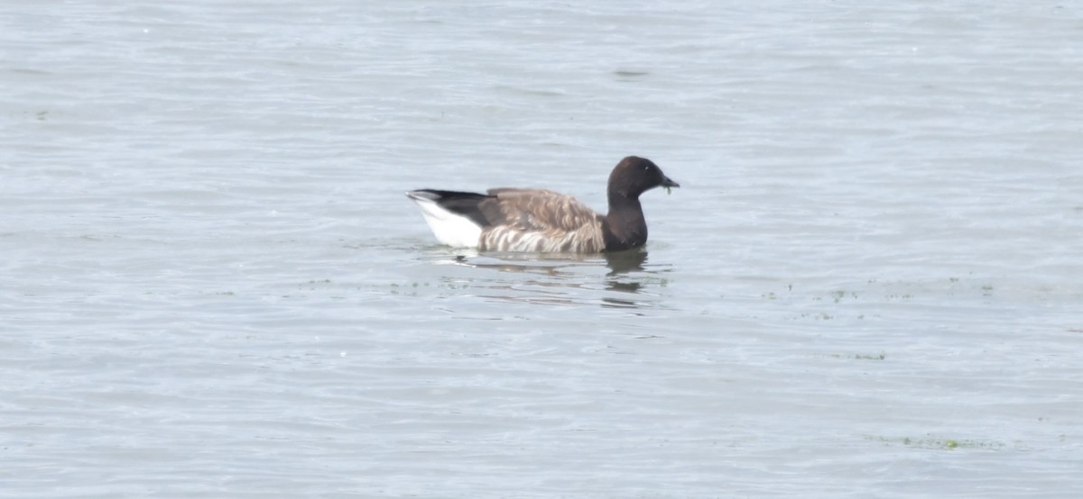 Brant - ML641071537