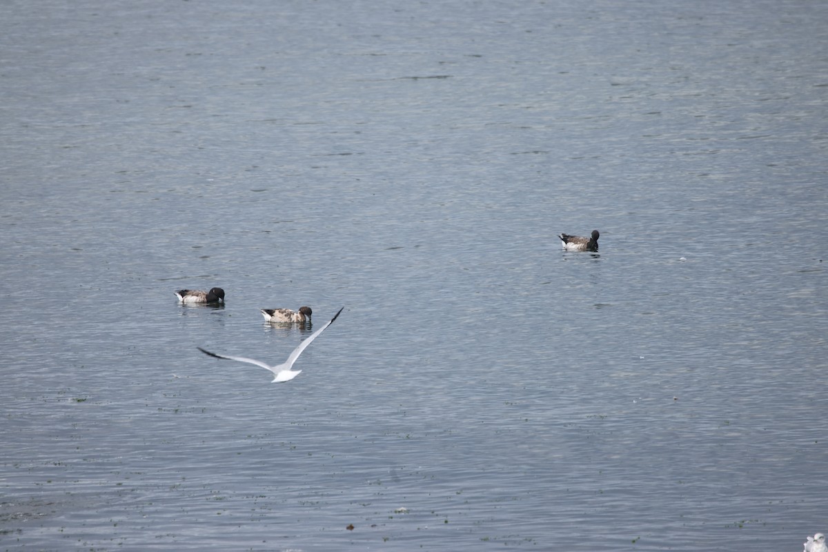 Brant - ML641071544