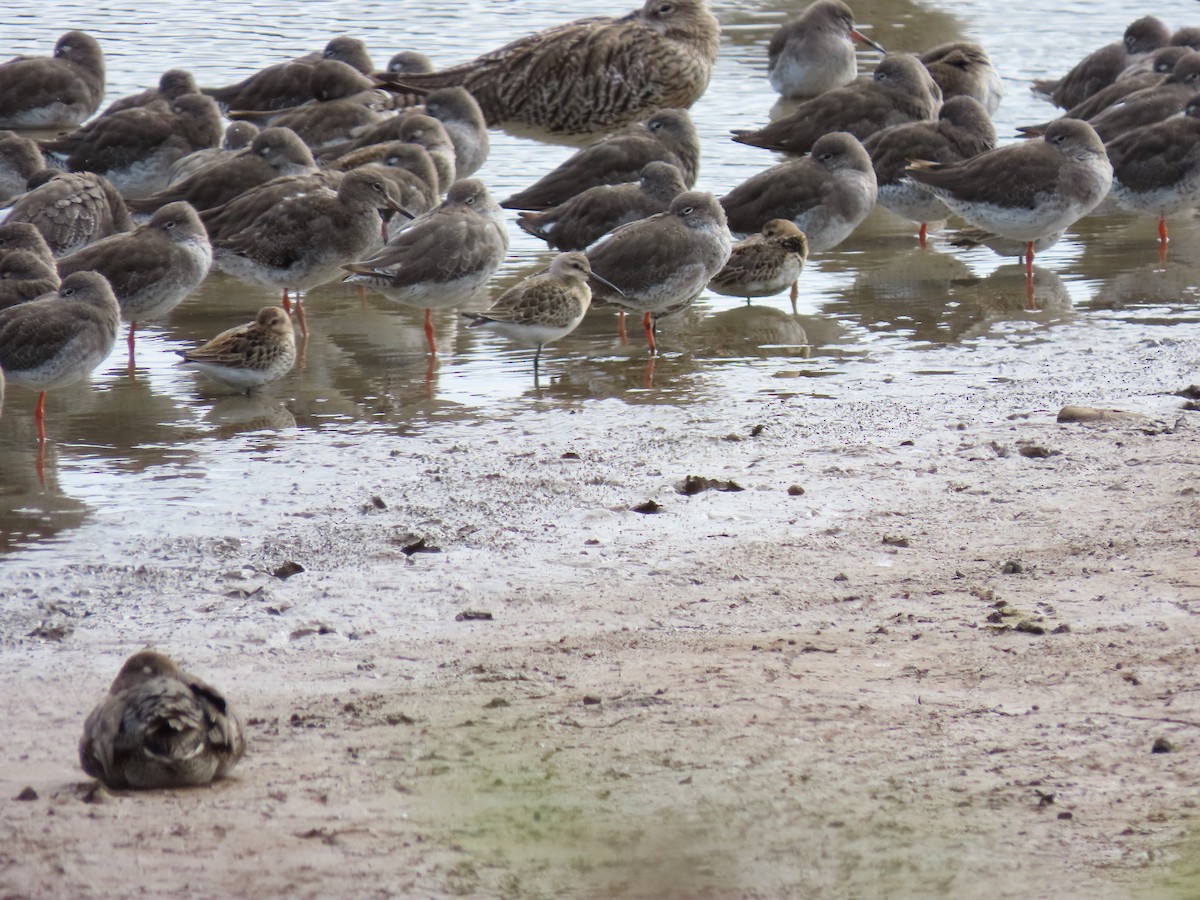Curlew Sandpiper - ML641071602