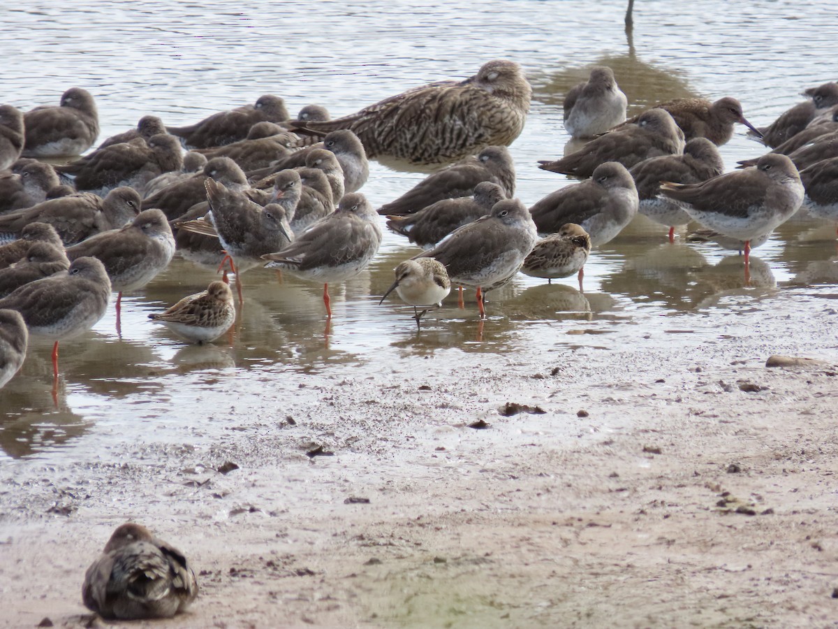 Curlew Sandpiper - ML641071603