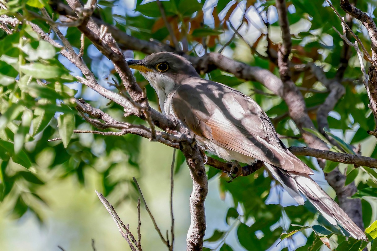 Yellow-billed Cuckoo - ML641071610