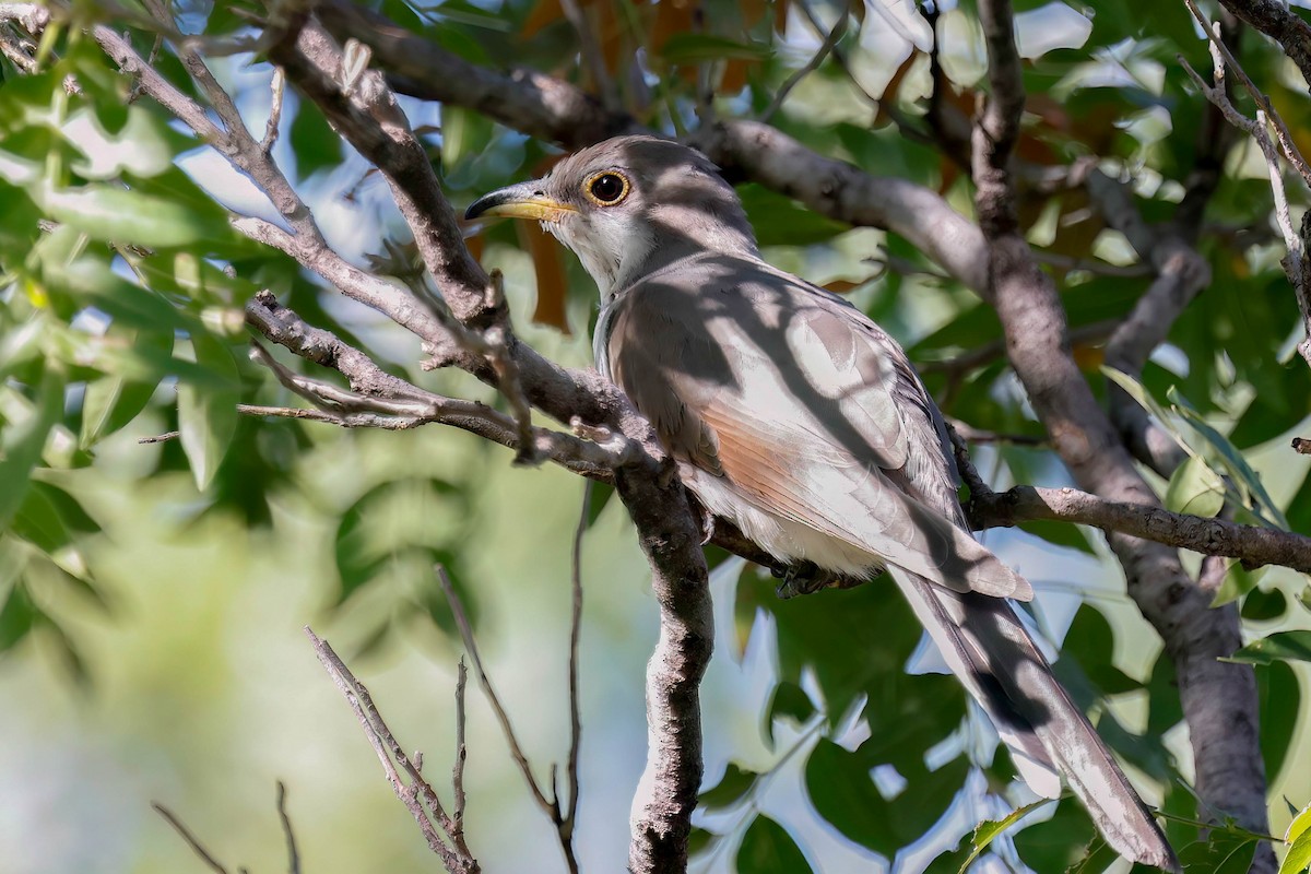 Yellow-billed Cuckoo - ML641071616