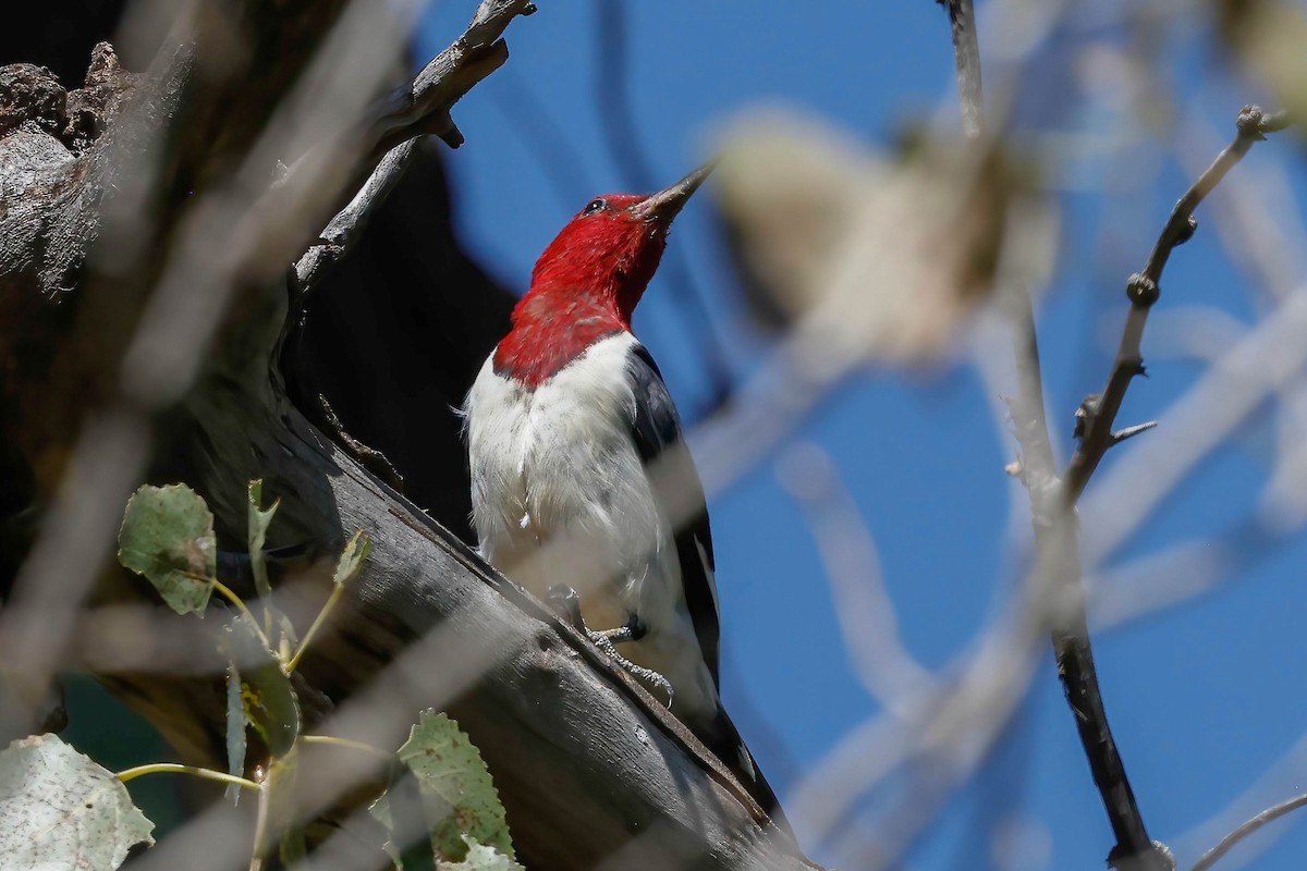 Red-headed Woodpecker - ML641071635