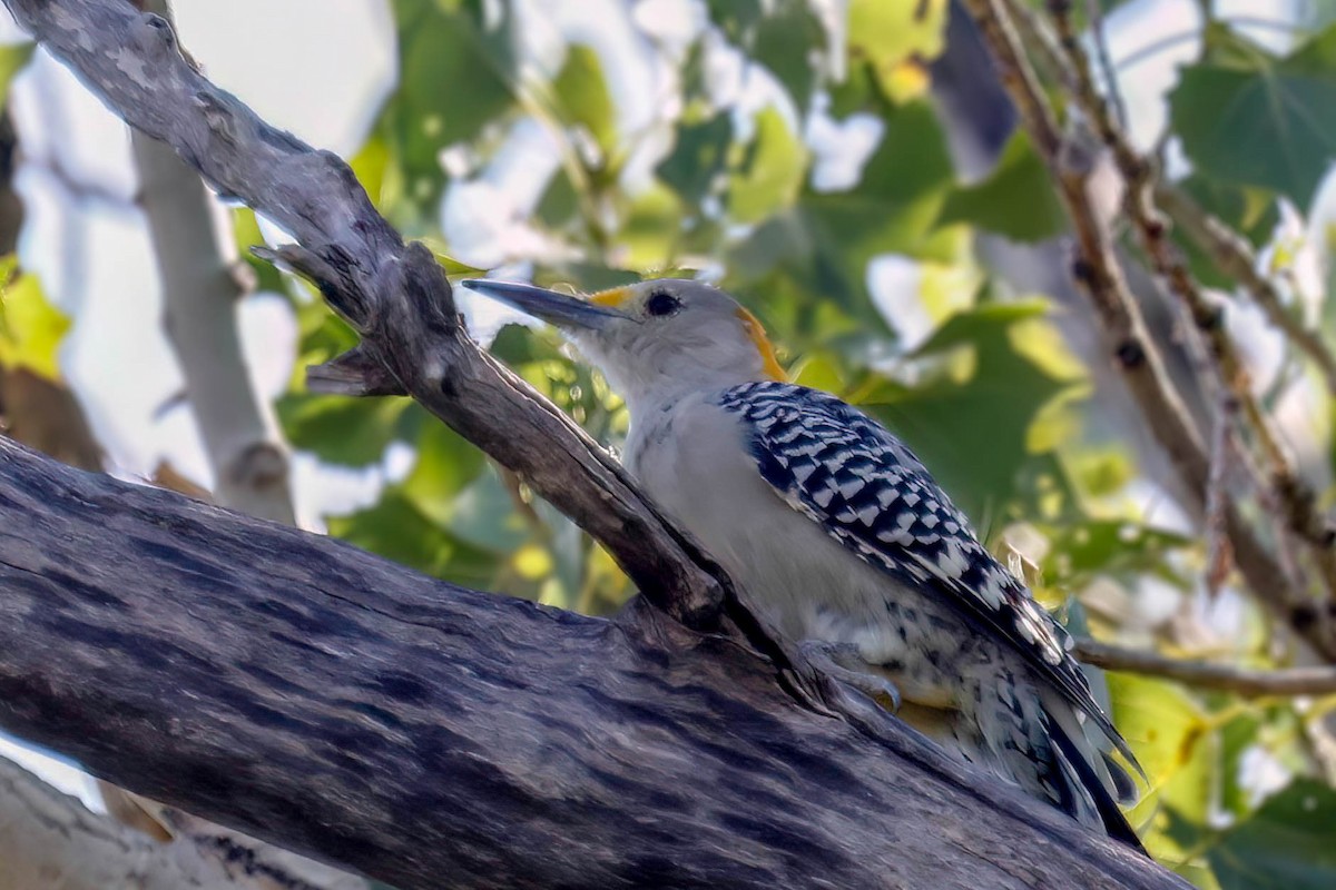 Golden-fronted Woodpecker - ML641071639