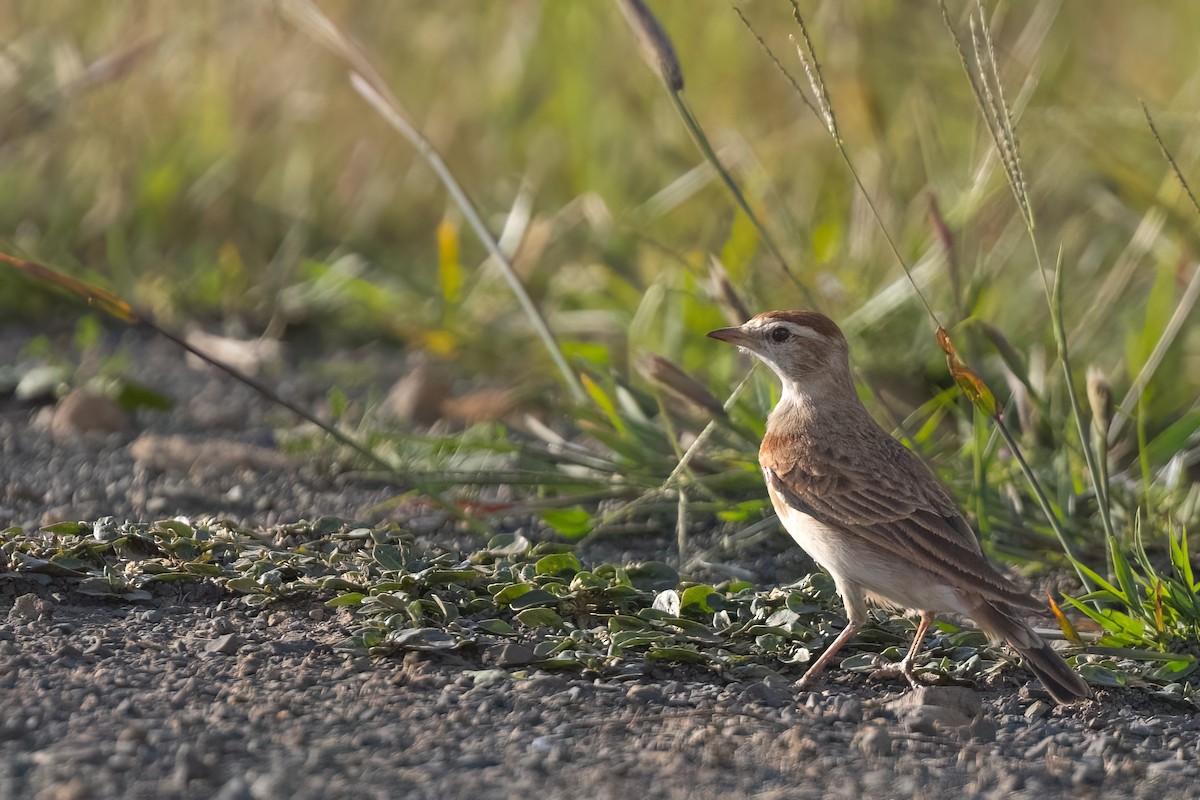 Red-capped Lark - ML641071643
