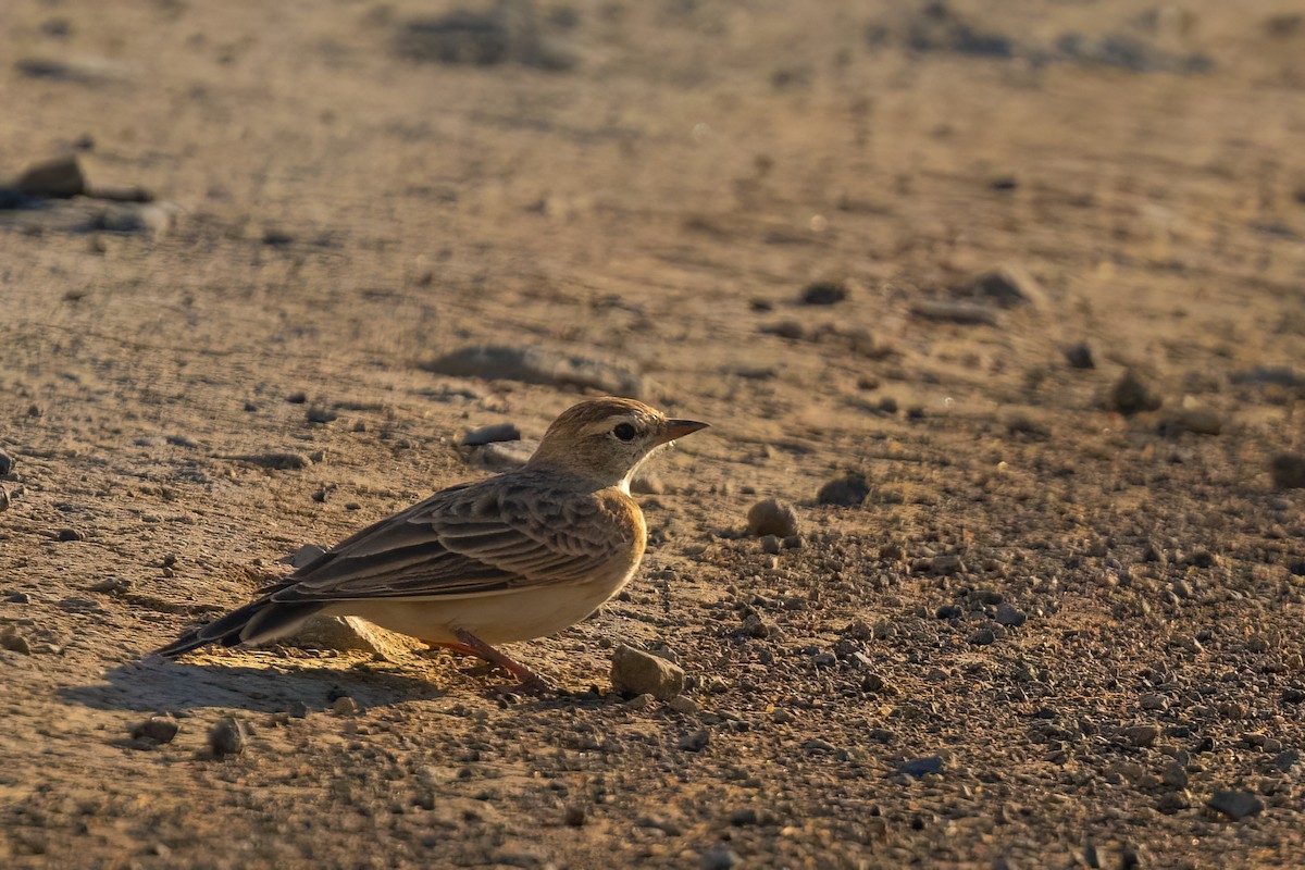 Red-capped Lark - ML641071644
