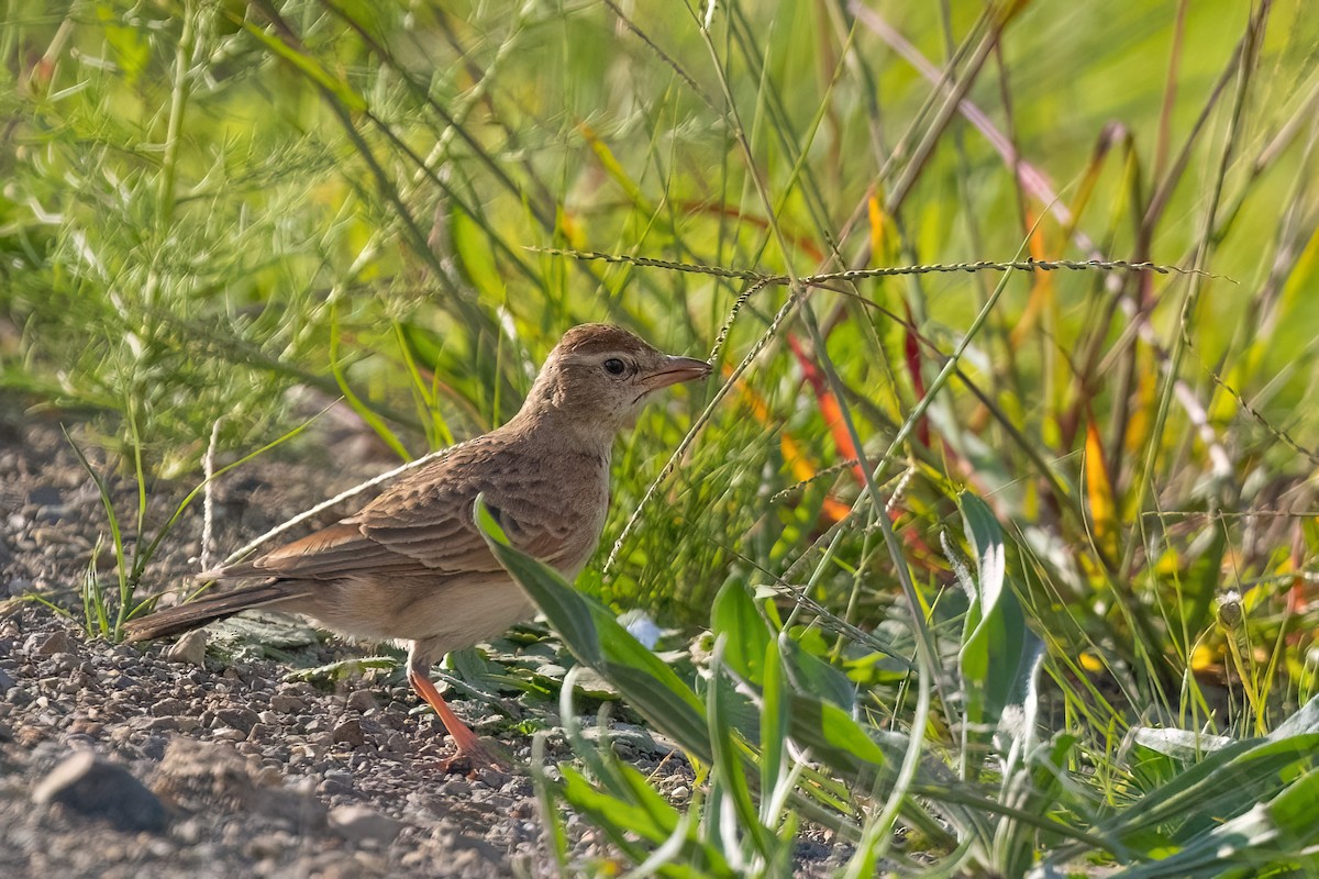 Red-capped Lark - ML641071645