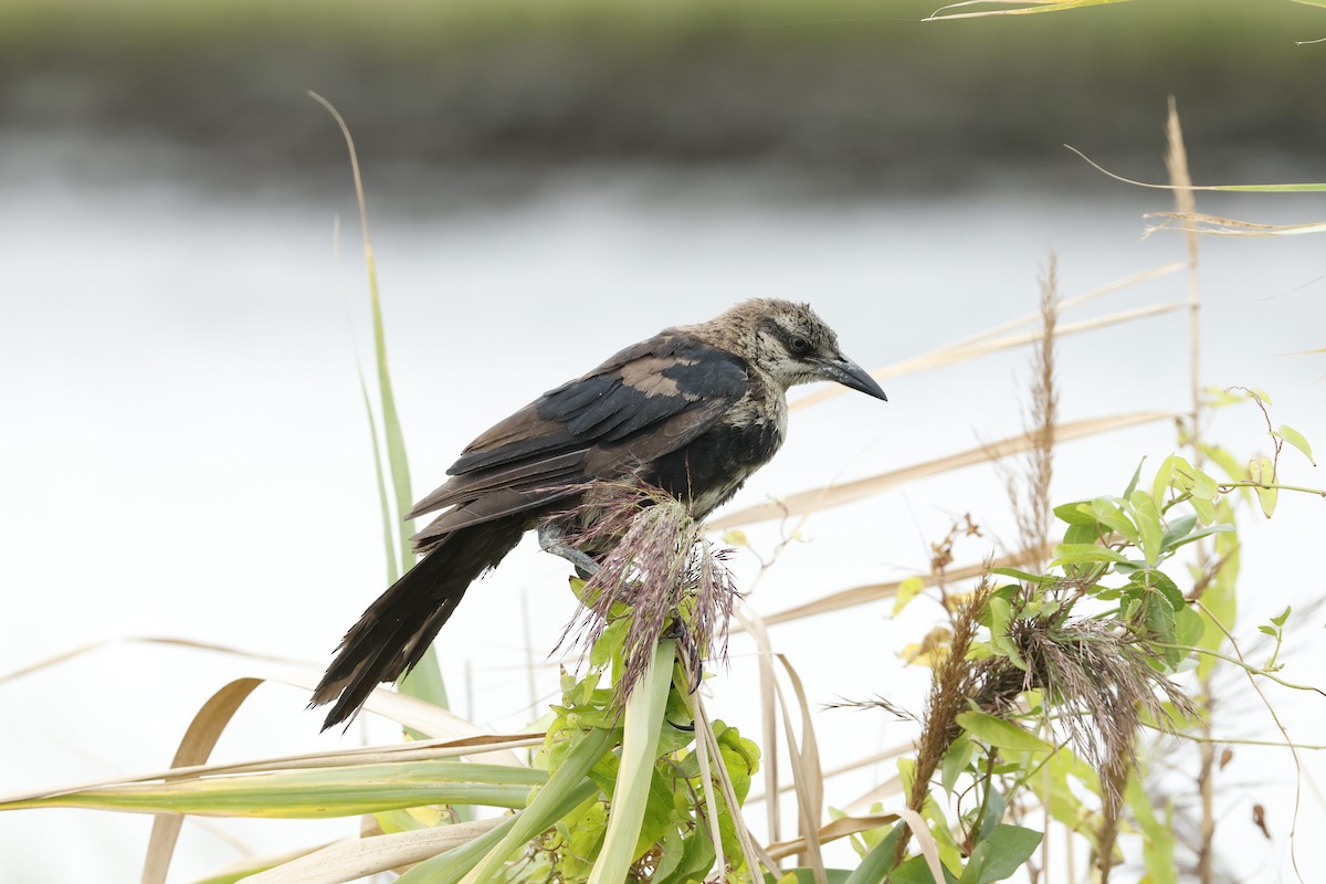 Boat-tailed Grackle - ML641071648