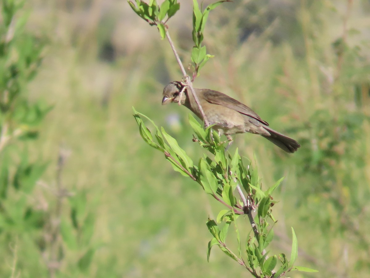 Varied Bunting - ML641071659