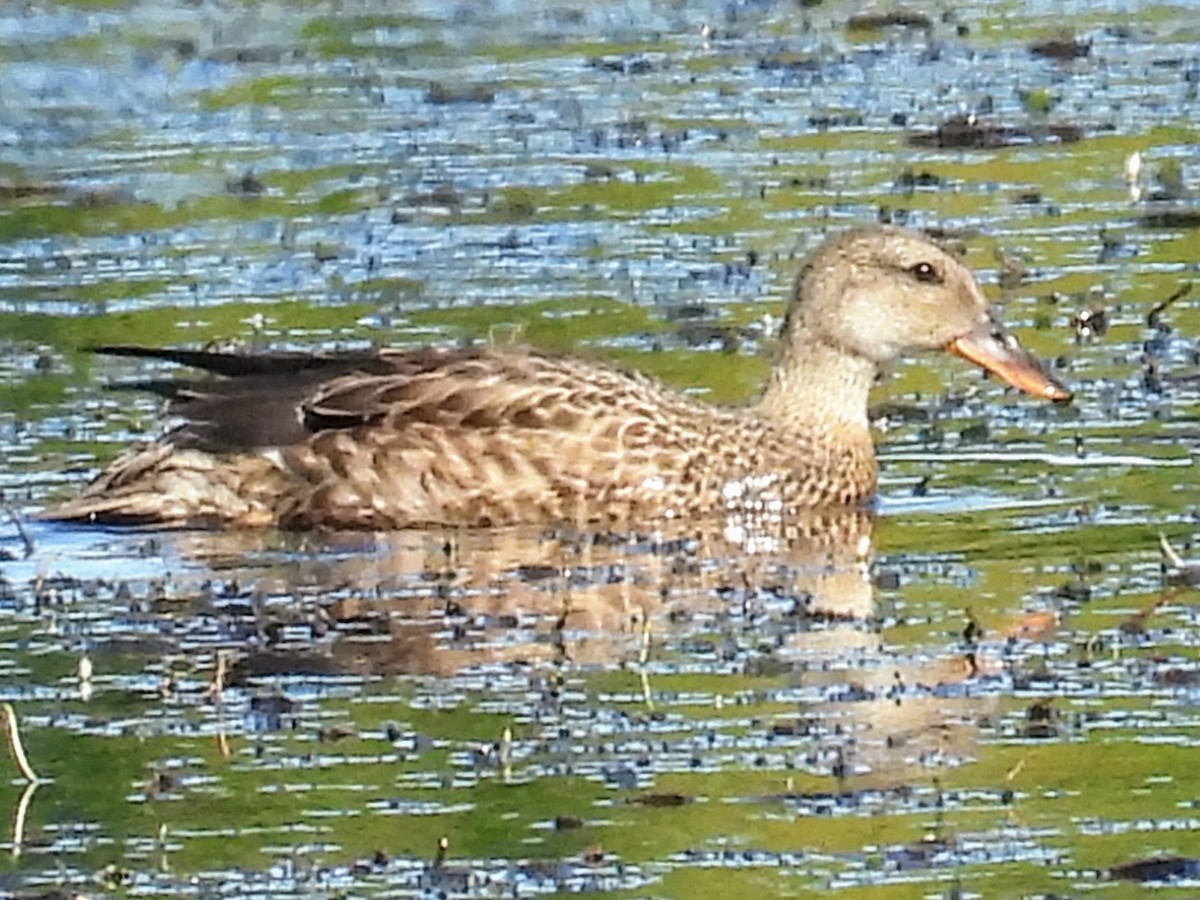 Gadwall - ML641071662