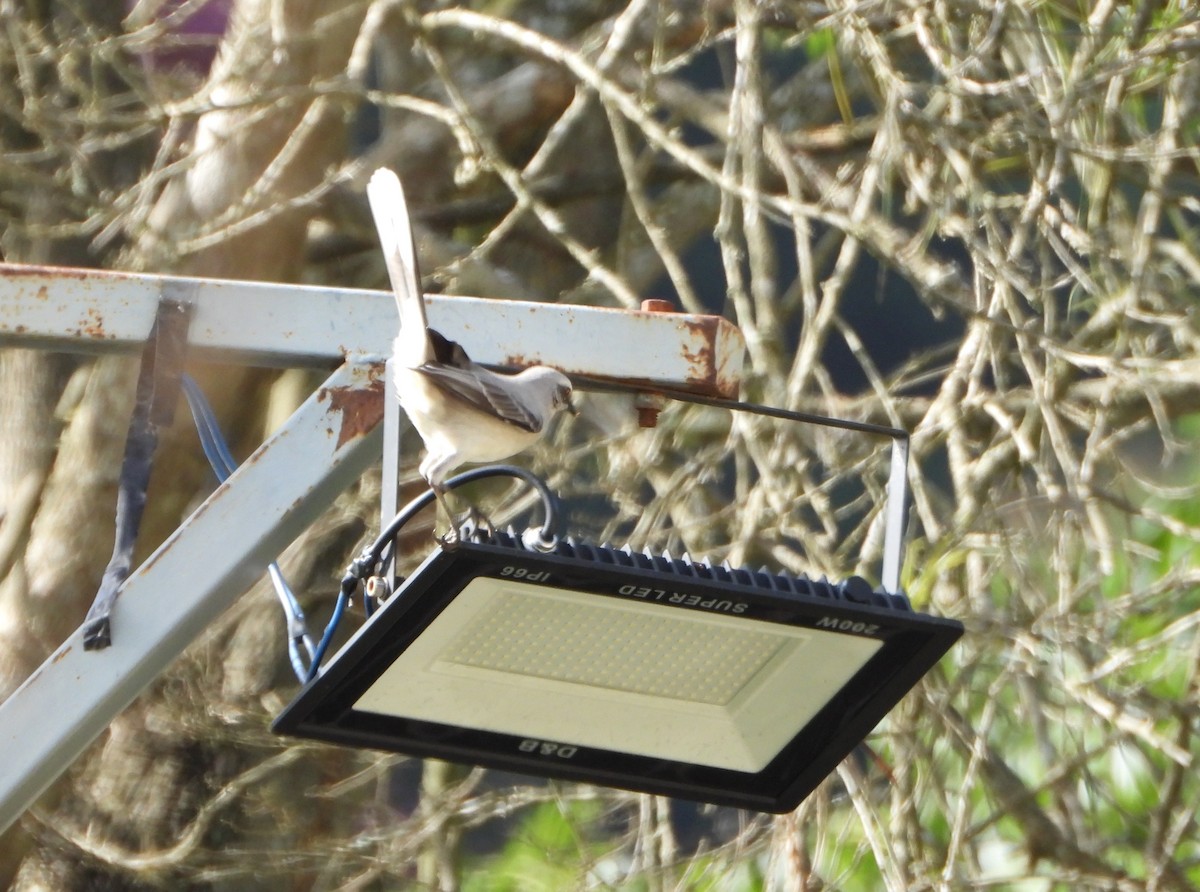 Tropical Mockingbird - ML641071666