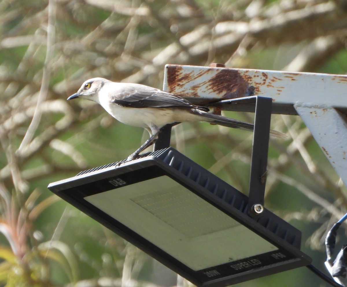 Tropical Mockingbird - ML641071668