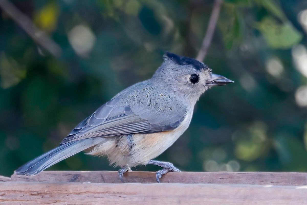 Black-crested Titmouse - ML641071673