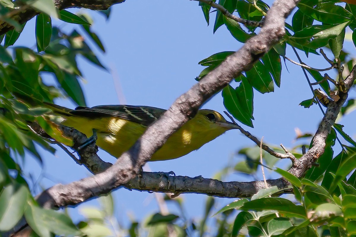 Orchard Oriole - ML641071685