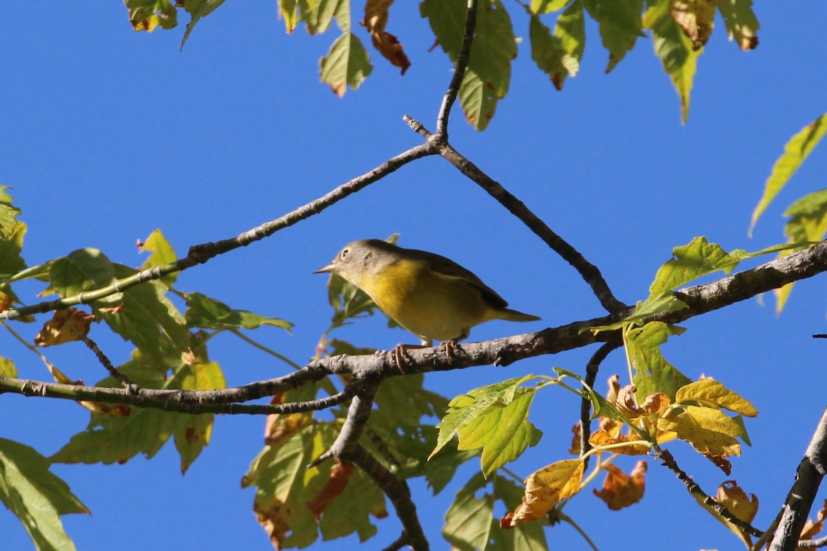 Nashville Warbler - ML641071687