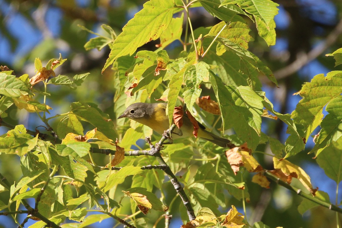 Nashville Warbler - ML641071689