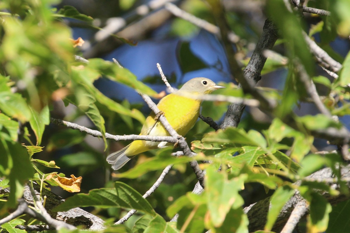 Nashville Warbler - ML641071690