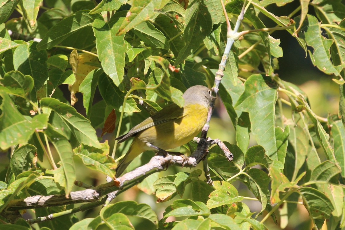 Nashville Warbler - ML641071692