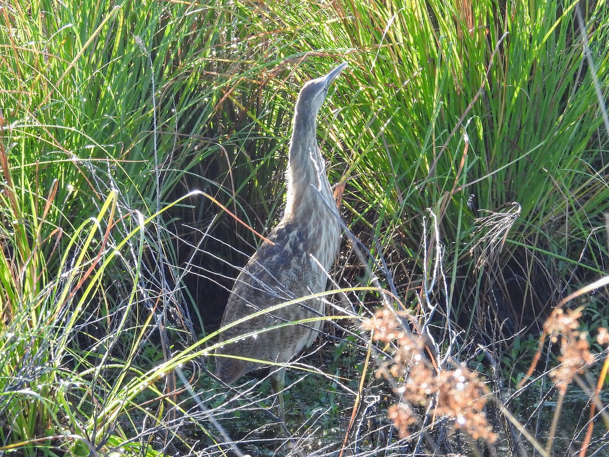 American Bittern - ML641071702