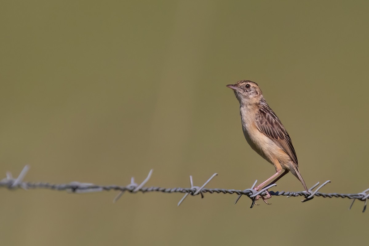 Cisticole gratte-nuage (groupe ayresii) - ML641071704