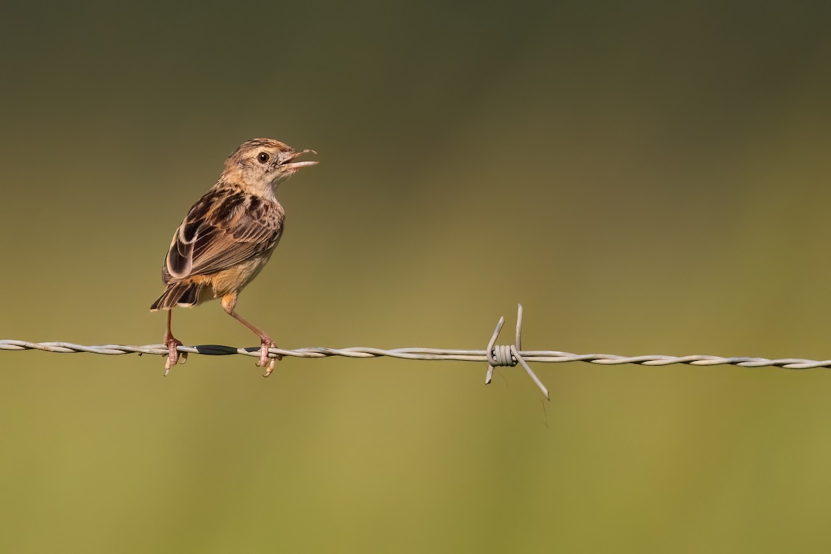 Cisticole gratte-nuage (groupe ayresii) - ML641071705