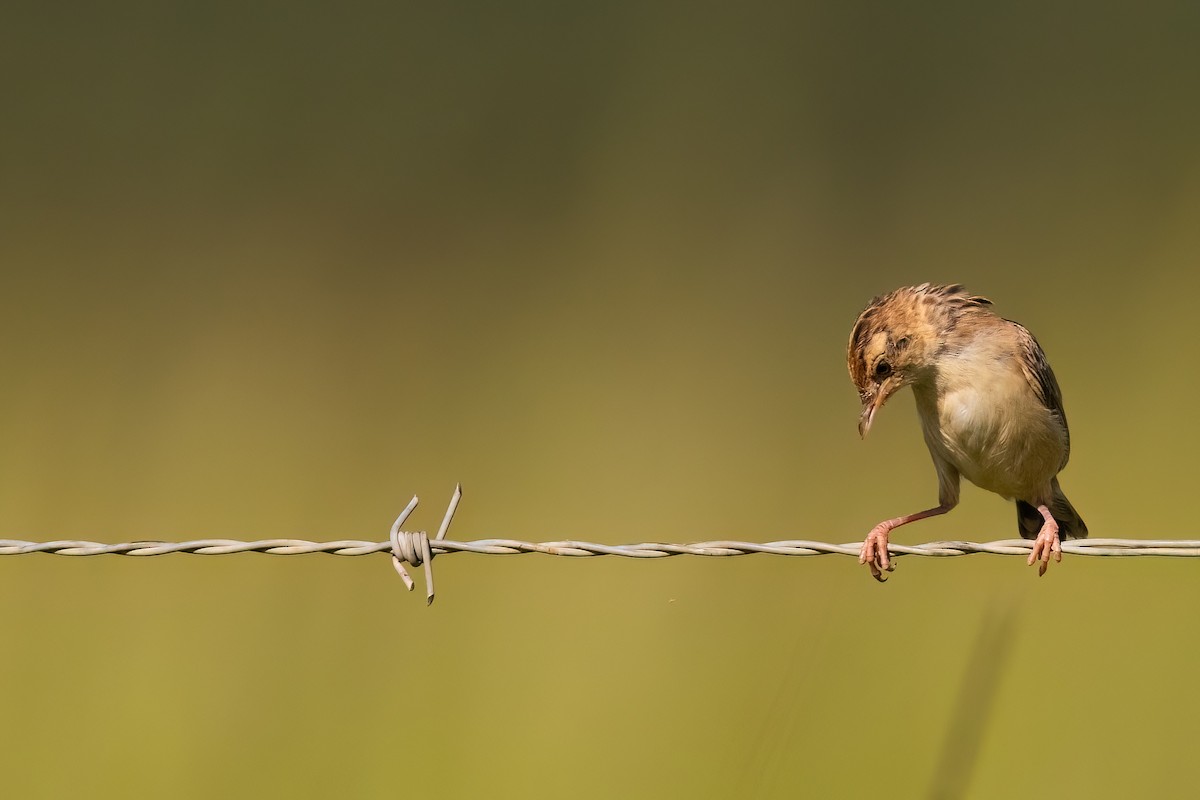 Cisticole gratte-nuage (groupe ayresii) - ML641071706